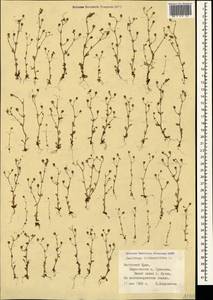Saxifraga tridactylites L., Crimea (KRYM) (Russia)