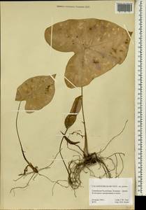 Caladium bicolor (Aiton) Vent., Africa (AFR) (Guinea)