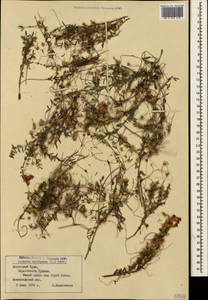 Cuscuta epithymum (L.) L., Crimea (KRYM) (Russia)