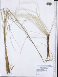 Stipa pulcherrima K.Koch, Eastern Europe, Central region (E4) (Russia)