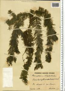 Ceratophyllum submersum L., Eastern Europe, Lower Volga region (E9) (Russia)