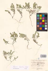 Alyssum turkestanicum Regel & Schmalh. ex Regel, Eastern Europe, Lower Volga region (E9) (Russia)