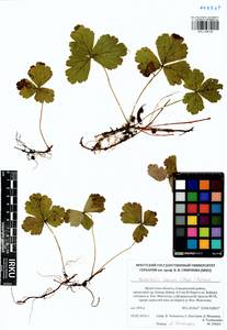 Geum ternatum subsp. ternatum, Siberia, Baikal & Transbaikal region (S4) (Russia)