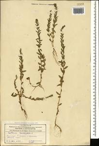 Lythrum hyssopifolia L., Caucasus, Azerbaijan (K6) (Azerbaijan)