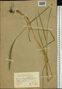 Campeiostachys dahurica (Turcz. ex Griseb.) B.R.Baum, J.L.Yang & C.Yen, Siberia, Altai & Sayany Mountains (S2) (Russia)