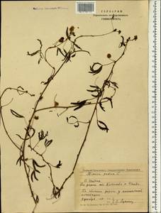 Mimosa pudica L., South Asia, South Asia (Asia outside ex-Soviet states and Mongolia) (ASIA) (Sri Lanka)