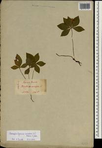Cornus canadensis L., South Asia, South Asia (Asia outside ex-Soviet states and Mongolia) (ASIA) (Japan)