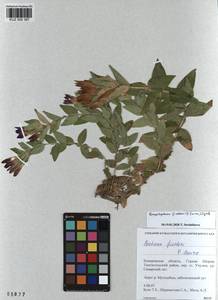 KUZ 000 387, Gentiana septemfida subsp. septemfida, Siberia, Altai & Sayany Mountains (S2) (Russia)