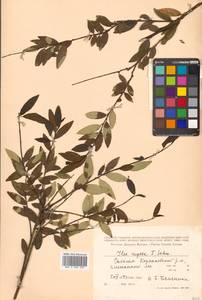 Ilex rugosa F.Schmidt, Siberia, Russian Far East (S6) (Russia)