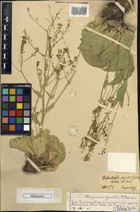 Lepidium pavlovii Al-Shehbaz & Mumm., Middle Asia, Western Tian Shan & Karatau (M3) (Kazakhstan)