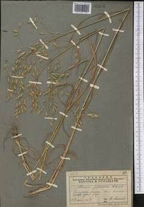 Bromus japonicus Houtt., Middle Asia, Pamir & Pamiro-Alai (M2) (Tajikistan)