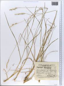 Danthonia decumbens (L.) DC., Eastern Europe, North-Western region (E2) (Russia)