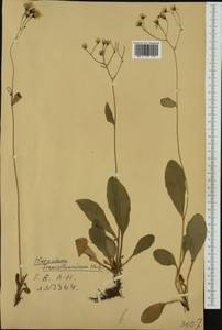 Hieracium transylvanicum Heuff., Western Europe (EUR) (Romania)