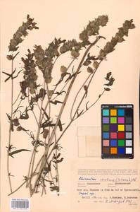 MHA 0 162 078, Rhinanthus serotinus var. vernalis (N. W. Zinger) Janch., Eastern Europe, Western region (E3) (Russia)