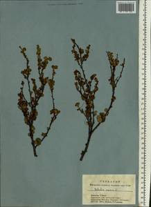 Betula nana L., Siberia, Western Siberia (S1) (Russia)