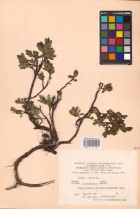 Salix retusa L., Eastern Europe, West Ukrainian region (E13) (Ukraine)