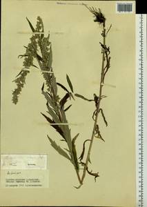 Artemisia integrifolia L., Siberia, Baikal & Transbaikal region (S4) (Russia)