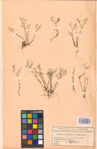 Arenaria serpyllifolia L., Eastern Europe, Moscow region (E4a) (Russia)