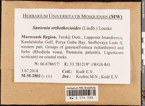 Sanionia orthothecioides (Lindb.) Loeske, Bryophytes, Bryophytes - Karelia, Leningrad & Murmansk Oblasts (B4) (Russia)