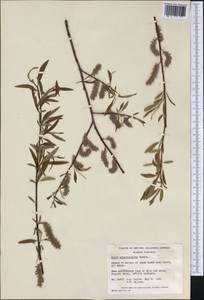 Salix arbusculoides Anderss., America (AMER) (Canada)