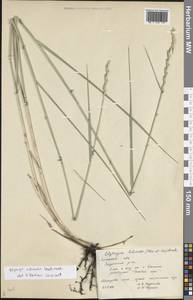 Thinopyrum intermedium (Host) Barkworth & D.R.Dewey, Eastern Europe, Central forest-and-steppe region (E6) (Russia)