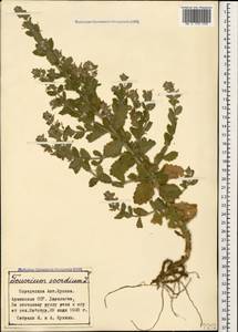 Teucrium scordium subsp. scordioides (Schreb.) Arcang., Caucasus, Armenia (K5) (Armenia)