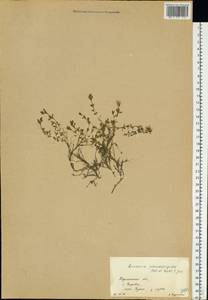 Arenaria pseudofrigida (Ostenfeld & Dahl) Schischkin & Knorring, Eastern Europe, Northern region (E1) (Russia)