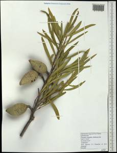 Xylomelum angustifolium Kipp. ex Meissn., Australia & Oceania (AUSTR) (Australia)