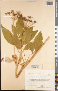 Aegopodium podagraria L., Eastern Europe, North Ukrainian region (E11) (Ukraine)