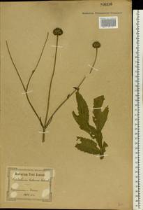Cephalaria litvinovii Bobrov, Eastern Europe, North Ukrainian region (E11) (Ukraine)
