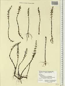 Hippuris tetraphylla L. fil., Eastern Europe, Northern region (E1) (Russia)