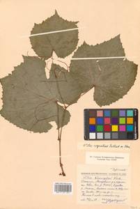 Vitis coignetiae Pulliat ex Planch., Siberia, Russian Far East (S6) (Russia)