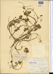 Ranunculus natans C. A. Mey., Middle Asia, Northern & Central Tian Shan (M4) (Kazakhstan)