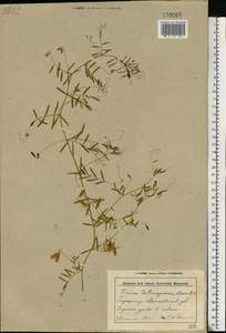 Vicia tetrasperma (L.)Schreb., Eastern Europe, Belarus (E3a) (Belarus)