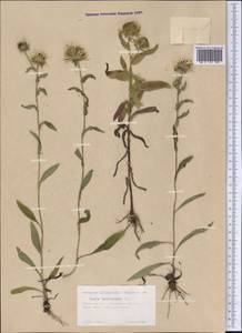 Pentanema britannicum (L.) D. Gut. Larr., Santos-Vicente, Anderb., E. Rico & M. M. Mart. Ort., Siberia, Western Siberia (S1) (Russia)