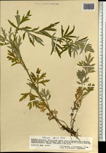 Artemisia mongolica (Fisch. ex Besser) Nakai, Mongolia (MONG) (Mongolia)