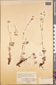 Potentilla, Middle Asia, Pamir & Pamiro-Alai (M2) (Kyrgyzstan)