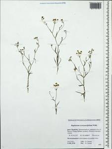 Bupleurum scorzonerifolium Willd., Siberia, Baikal & Transbaikal region (S4) (Russia)