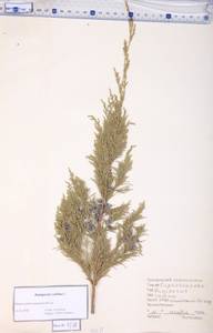 Juniperus sabina L., Crimea (KRYM) (Russia)