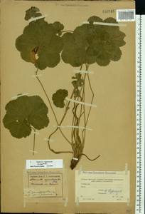 Alchemilla cymatophylla Juz., Eastern Europe, Moscow region (E4a) (Russia)