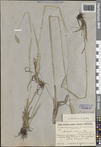 Alopecurus arundinaceus Poir., Siberia, Baikal & Transbaikal region (S4) (Russia)