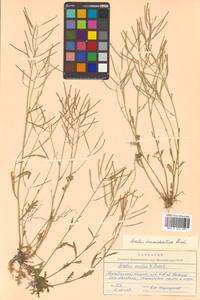 Arabidopsis lyrata subsp. kamchatica (Fisch. ex DC.) O'Kane & Al-Shehbaz, Siberia, Chukotka & Kamchatka (S7) (Russia)