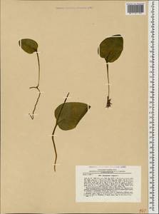 Ophioglossum vulgatum L., Caucasus, North Ossetia, Ingushetia & Chechnya (K1c) (Russia)