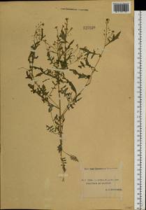 Rorippa palustris (L.) Besser, Siberia, Yakutia (S5) (Russia)