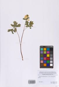 Corydalis bracteata (Steph.) Pers., Eastern Europe, Moscow region (E4a) (Russia)