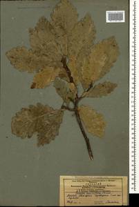 Quercus petraea subsp. polycarpa (Schur) Soó, Caucasus, Azerbaijan (K6) (Azerbaijan)