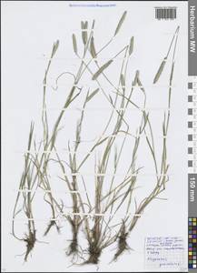 Alopecurus geniculatus L., Eastern Europe, Moscow region (E4a) (Russia)