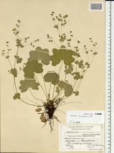 Alchemilla cyrtopleura Juz., Siberia, Central Siberia (S3) (Russia)