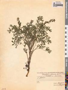 Corydalis sibirica (L.fil.) Pers., Siberia, Chukotka & Kamchatka (S7) (Russia)