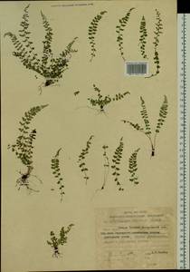 Asplenium incisum Thunb., Siberia, Russian Far East (S6) (Russia)